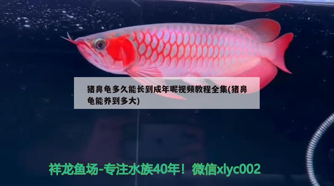 豬鼻龜多久能長到成年呢視頻教程全集(豬鼻龜能養到多大) 豬鼻龜多久能長到成年呢視頻教程全集(豬鼻龜能養到多大) 豬鼻龜百科
