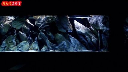 大魚缸能造景嗎：魚缸造景中有幾個關鍵步驟可以幫助你創建出美麗的景觀