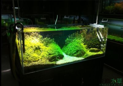 大魚缸能造景嗎：魚缸造景中有幾個關鍵步驟可以幫助你創建出美麗的景觀