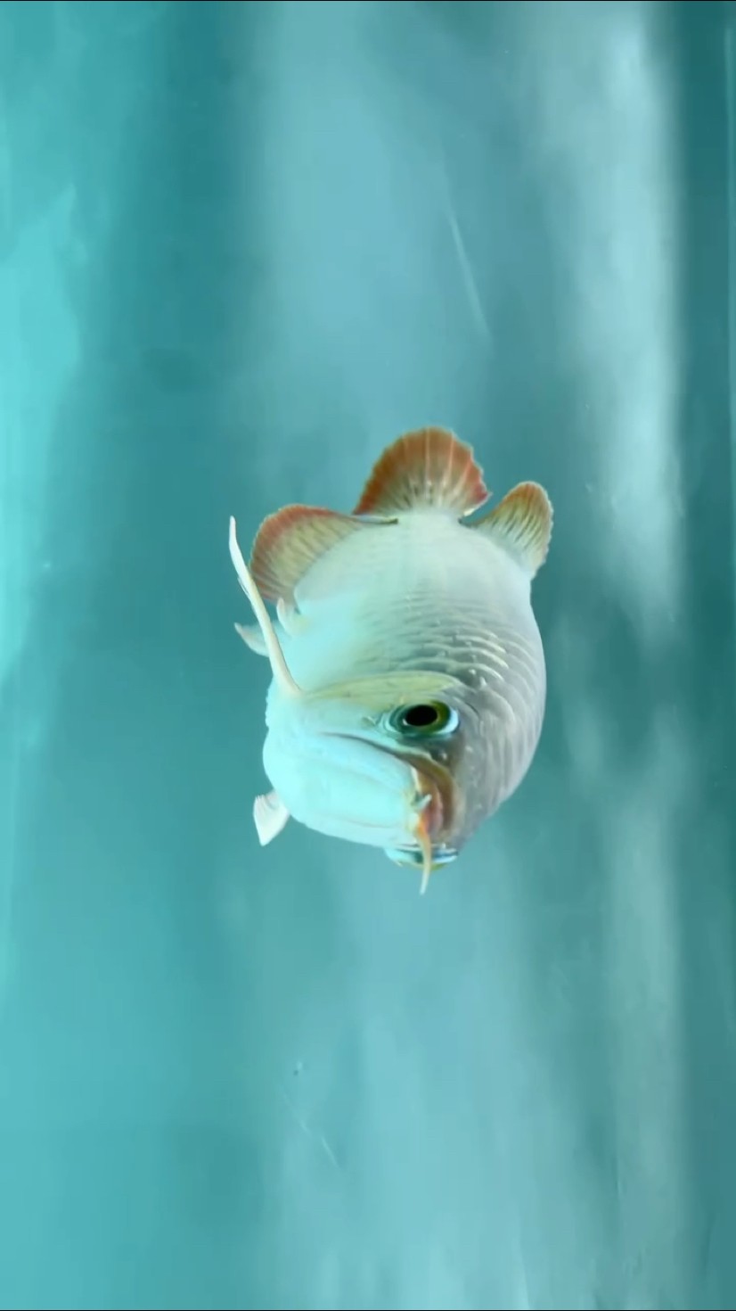 靜靜的賞魚 靜靜的賞魚 龍魚論壇