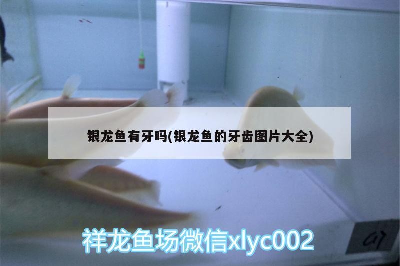 銀龍魚有牙嗎(銀龍魚的牙齒圖片大全)