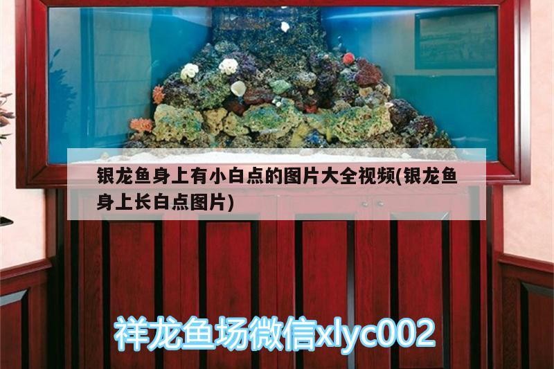 銀龍魚身上有小白點的圖片大全視頻(銀龍魚身上長白點圖片)