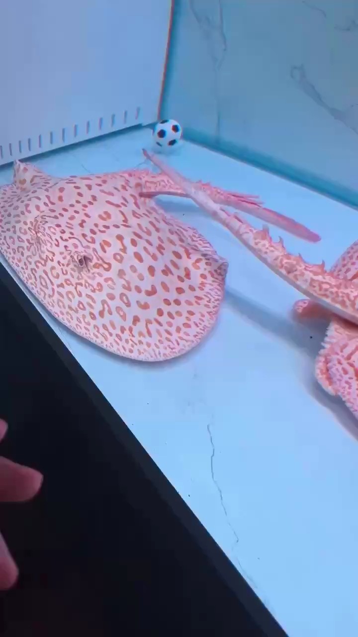 看看這條火焰屬于幾代魚？