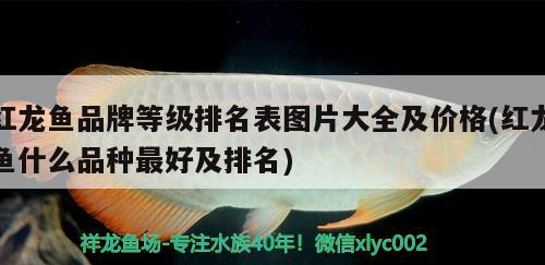 紅龍魚品牌等級排名表圖片大全及價格(紅龍魚什么品種最好及排名) 紅龍魚品牌等級排名表圖片大全及價格(紅龍魚什么品種最好及排名) 紅龍魚百科