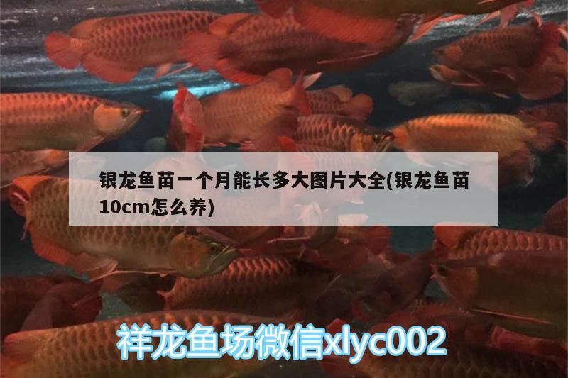 銀龍魚苗一個月能長多大圖片大全(銀龍魚苗10cm怎么養)