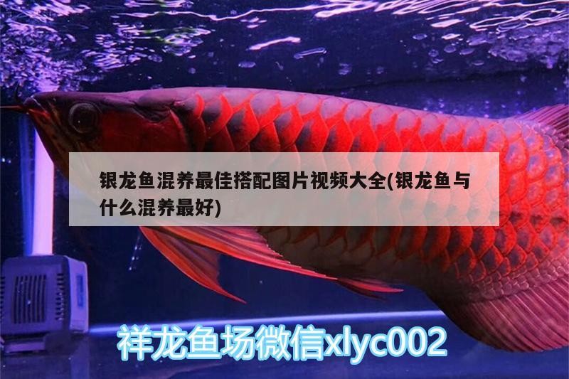 銀龍魚混養最佳搭配圖片視頻大全(銀龍魚與什么混養最好)
