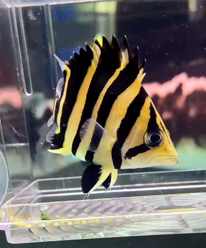 這個挺球