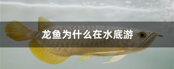 龍魚側躺不動 龍魚側躺不動 龍魚百科 第1張