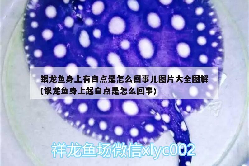 銀龍魚身上有白點是怎么回事兒圖片大全圖解(銀龍魚身上起白點是怎么回事) 銀龍魚身上有白點是怎么回事兒圖片大全圖解(銀龍魚身上起白點是怎么回事) 銀龍魚百科