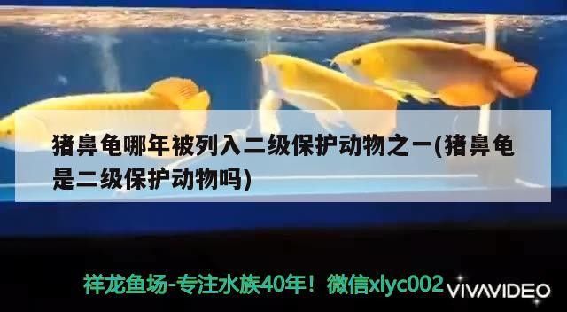 豬鼻龜哪年被列入二級保護動物之一(豬鼻龜是二級保護動物嗎) 豬鼻龜哪年被列入二級保護動物之一(豬鼻龜是二級保護動物嗎) 豬鼻龜百科