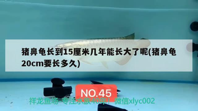 豬鼻龜長到15厘米幾年能長大了呢(豬鼻龜20cm要長多久) 豬鼻龜長到15厘米幾年能長大了呢(豬鼻龜20cm要長多久) 豬鼻龜百科