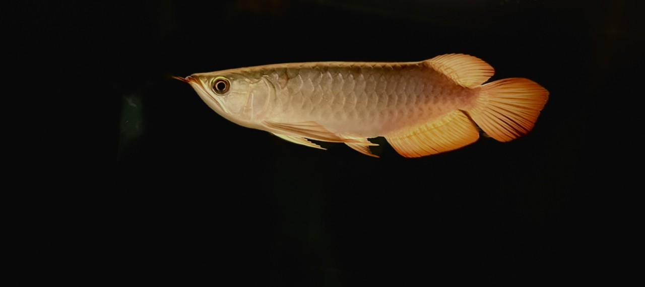 這條魚咋樣