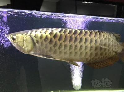 金龍魚尾巴開叉什么原因造成的