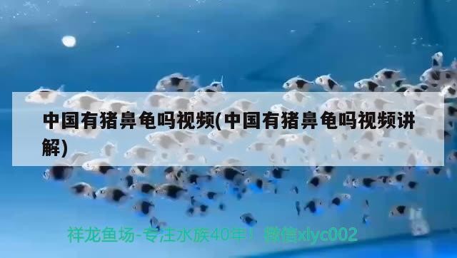 中國有豬鼻龜嗎視頻(中國有豬鼻龜嗎視頻講解) 中國有豬鼻龜嗎視頻(中國有豬鼻龜嗎視頻講解) 豬鼻龜百科