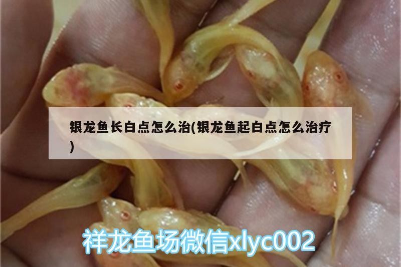 銀龍魚長白點(diǎn)怎么治(銀龍魚起白點(diǎn)怎么治療)