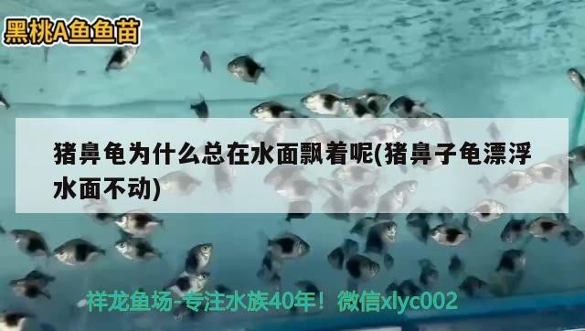 豬鼻龜為什么總在水面飄著呢(豬鼻子龜漂浮水面不動(dòng))