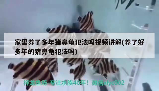 家里養了多年豬鼻龜犯法嗎視頻講解(養了好多年的豬鼻龜犯法嗎)