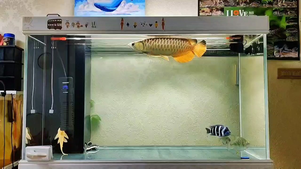 紅尾金