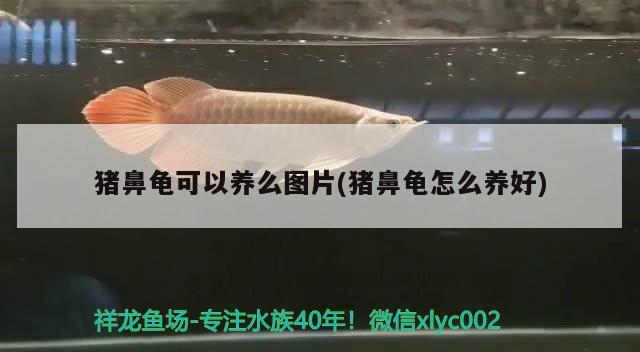 豬鼻龜可以養么圖片(豬鼻龜怎么養好)