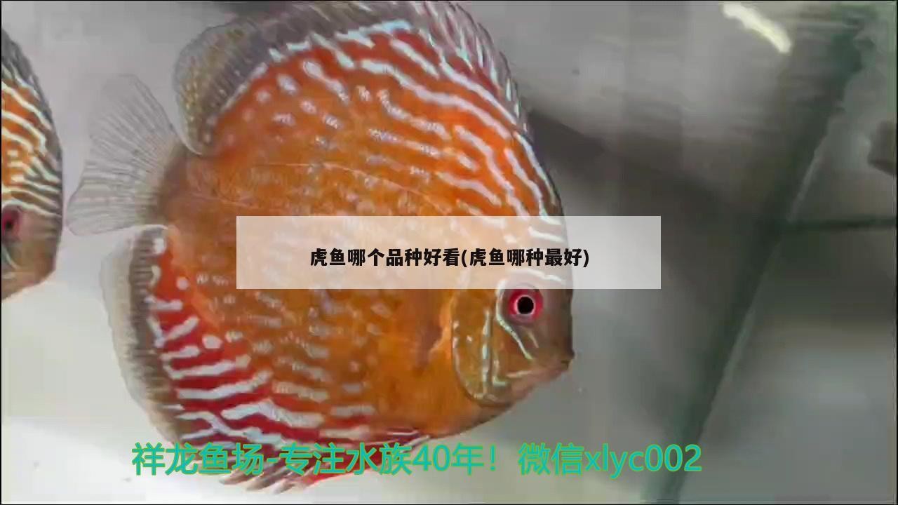 虎魚哪個品種好看(虎魚哪種最好)