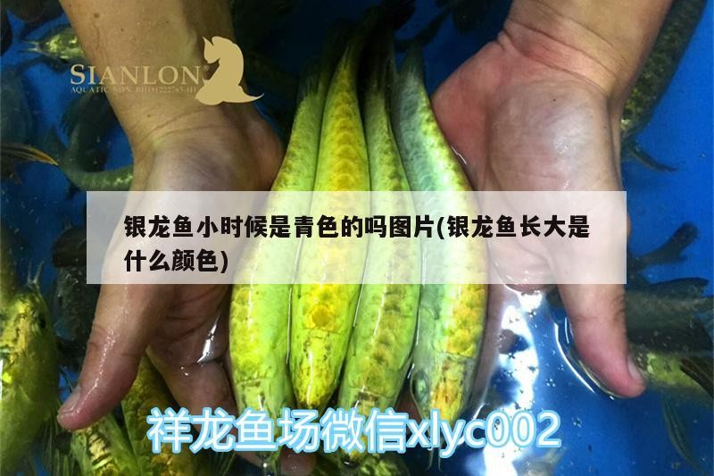 銀龍魚小時候是青色的嗎圖片(銀龍魚長大是什么顏色) 銀龍魚小時候是青色的嗎圖片(銀龍魚長大是什么顏色) 銀龍魚百科