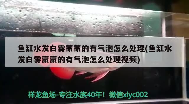 蘭州龍魚祥龍魚場在哪里（蘭州祥龍生態(tài)園好玩嗎）