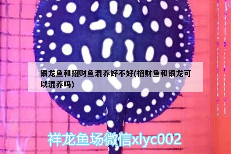 銀龍魚和招財魚混養好不好(招財魚和銀龍可以混養嗎)