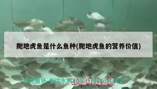 爬地虎魚是什么魚種(爬地虎魚的營養價值)