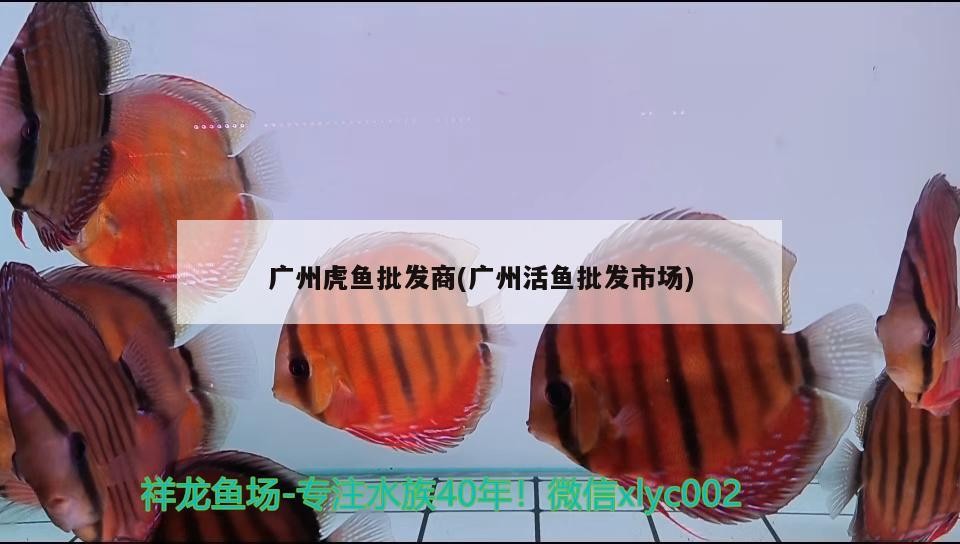 廣州虎魚(yú)批發(fā)商(廣州活魚(yú)批發(fā)市場(chǎng))