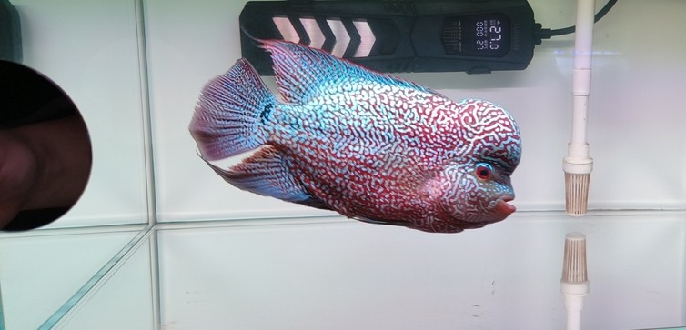 10.9號，記錄一下23公分左右了，過個冬也不知道能不能往30公分發展一下子。