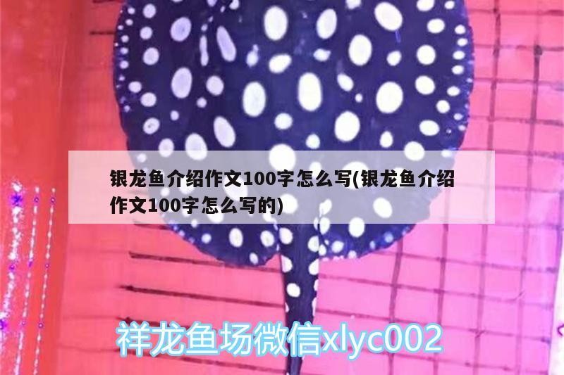 銀龍魚介紹作文100字怎么寫(銀龍魚介紹作文100字怎么寫的)