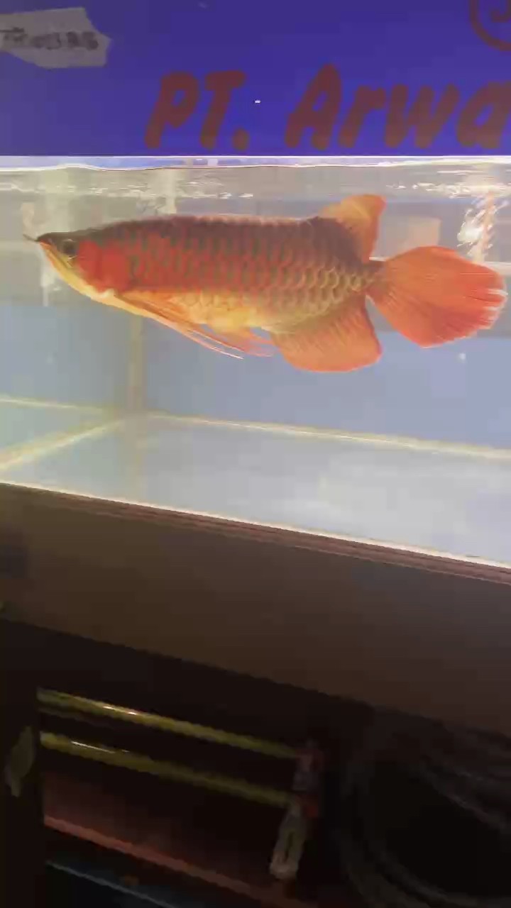 貢拜f2