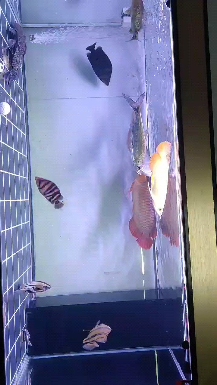 吃飽飯欣賞一下魚(yú)也挺不錯(cuò)的