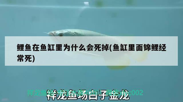 鯉魚在魚缸里為什么會死掉(魚缸里面錦鯉經常死) 鯉魚在魚缸里為什么會死掉(魚缸里面錦鯉經常死) 虎魚百科