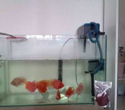 1.8米魚缸養多少條鸚鵡合適：1.8米魚缸養多少條鸚鵡合適養多少條鸚鵡合適