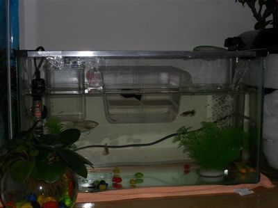 聯盟成員有哪些獨特能力？，久鼎龍魚缸有哪些型號可選？ 聯盟成員有哪些獨特能力？，久鼎龍魚缸有哪些型號可選？ 龍魚百科 第1張