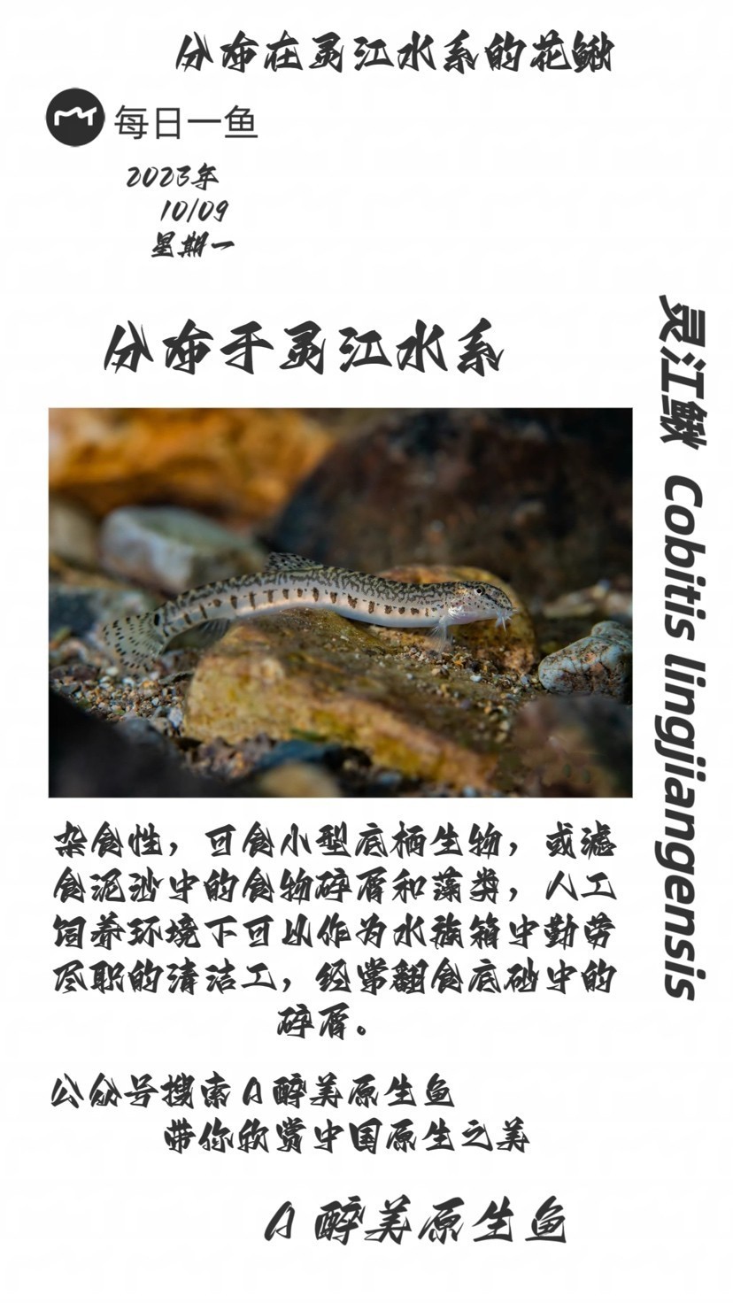 靈江鰍