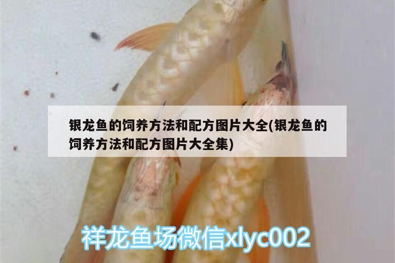銀龍魚的飼養方法和配方圖片大全(銀龍魚的飼養方法和配方圖片大全集) 銀龍魚的飼養方法和配方圖片大全(銀龍魚的飼養方法和配方圖片大全集) 銀龍魚百科