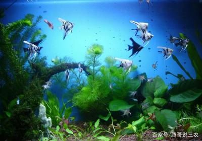 白色的小型觀賞魚叫什么品種(小型觀賞魚的種類) 森森魚缸 第2張 白色的小型觀賞魚叫什么品種(小型觀賞魚的種類) 白色的小型觀賞魚叫什么品種(小型觀賞魚的種類) 森森魚缸 第2張