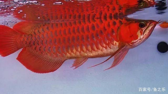 品相好的紅龍魚是什么魚啊：品相好的紅龍魚應(yīng)該具有健康的體魄、完整的鰭和鱗框