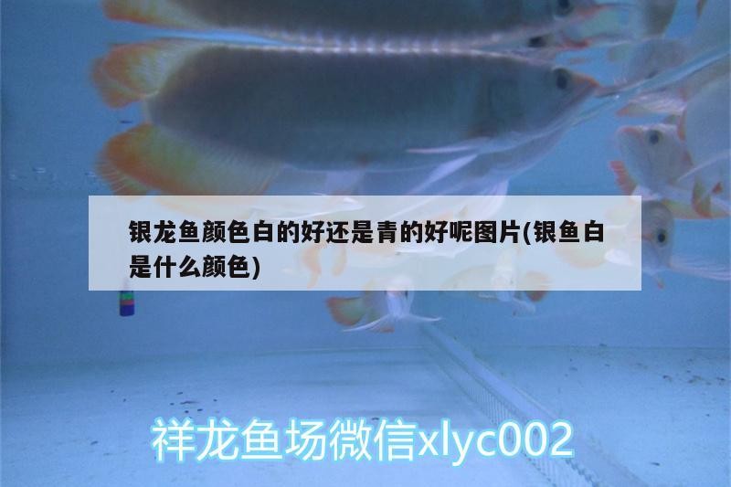 銀龍魚顏色白的好還是青的好呢圖片(銀魚白是什么顏色)