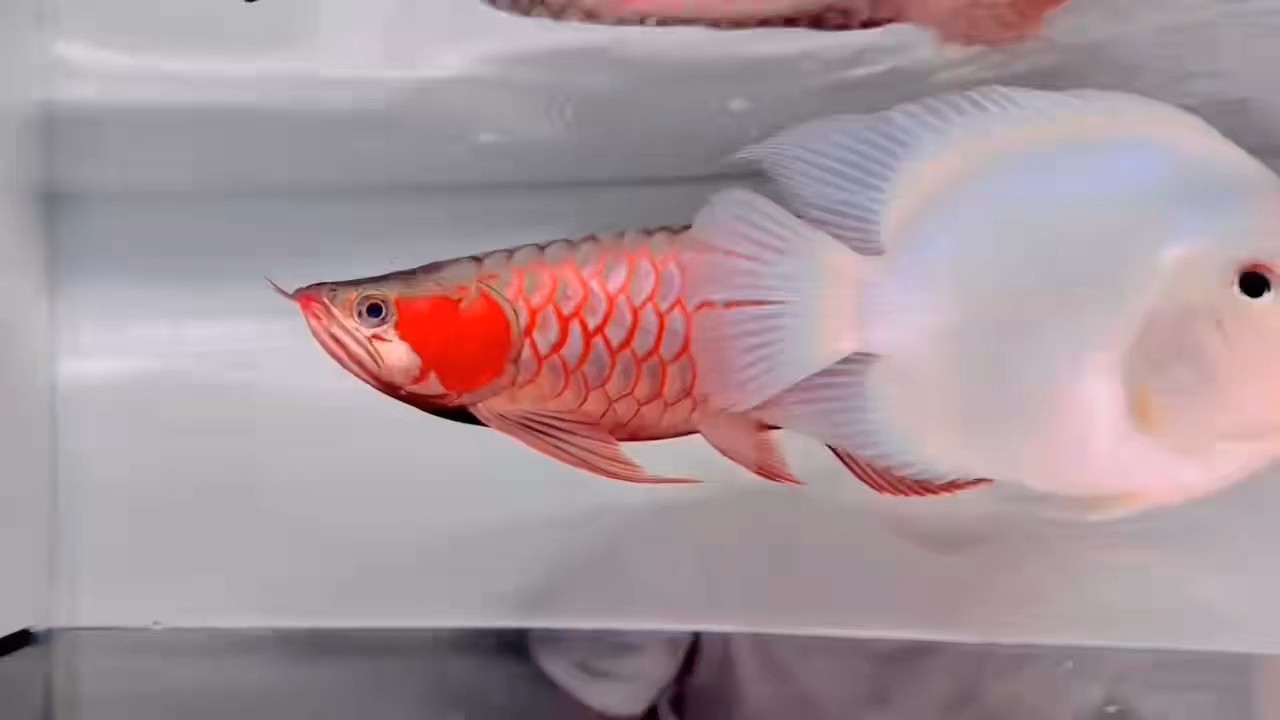40公分精品白玉紅龍，滿腮滿框紅戰(zhàn)車紅龍