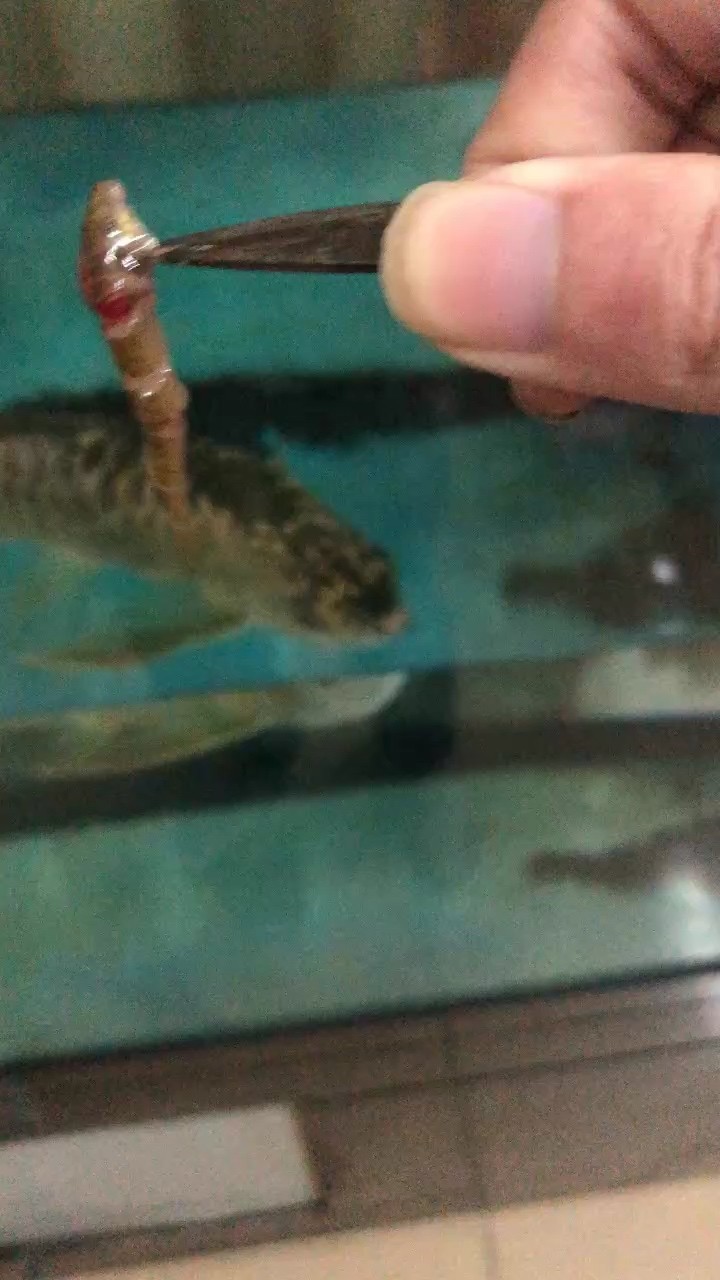 哈哈，喂魚泥鰍 哈哈，喂魚泥鰍 龍魚論壇
