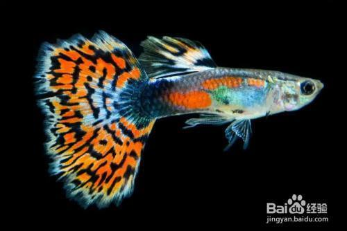 森森魚缸型號大全官網(wǎng)（森森魚缸各型號及價格）