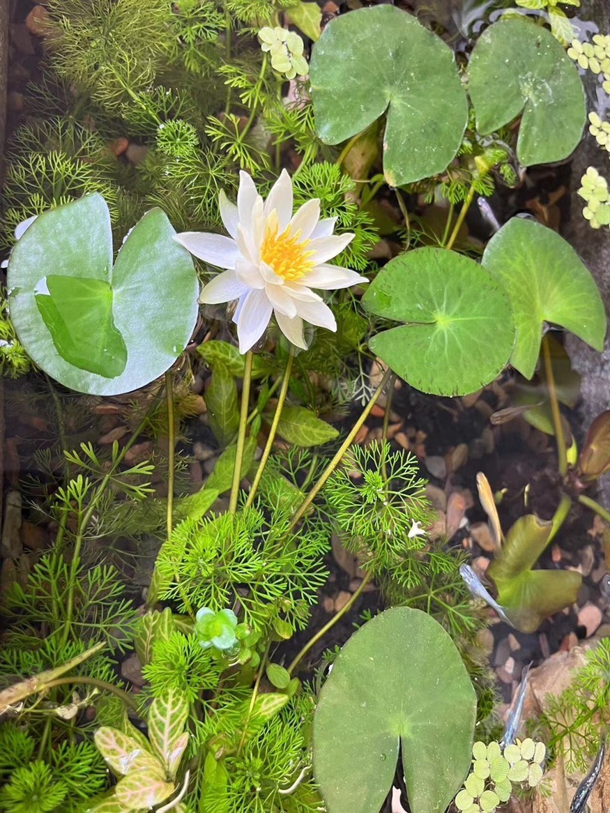 好運蓮蓮
