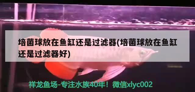 培菌球放在魚缸還是過濾器(培菌球放在魚缸還是過濾器好) 培菌球放在魚缸還是過濾器(培菌球放在魚缸還是過濾器好) 紅龍魚百科