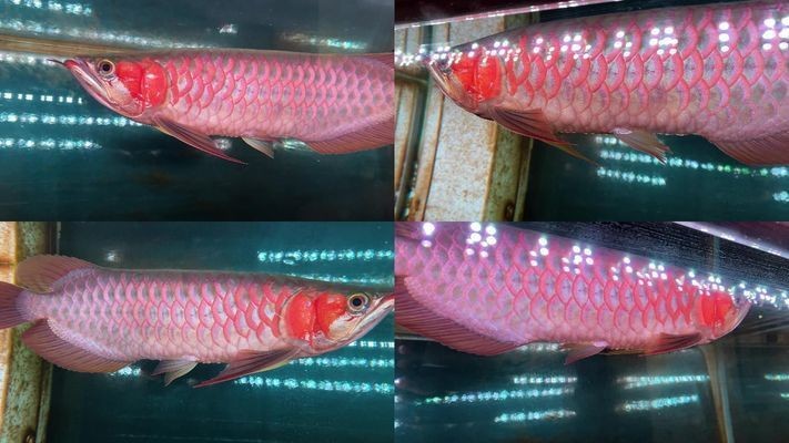 新加坡紅龍魚長大后發色了怎么回事：關于新加坡紅龍魚發色的詳細解釋