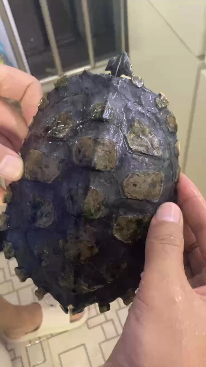 求指導烏龜背甲