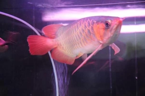 魚缸造景顏料配方大全（魚缸造景顏料配方大全圖片） 魚缸造景顏料配方大全（魚缸造景顏料配方大全圖片） 觀賞魚百科