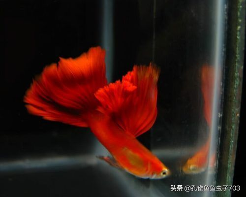 養紅龍魚一般正常的喂食時間